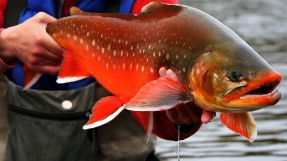 Arctic char in Alaska Anglers Paradise.