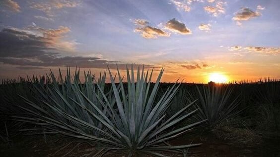 The Art of Tequila Preparation!